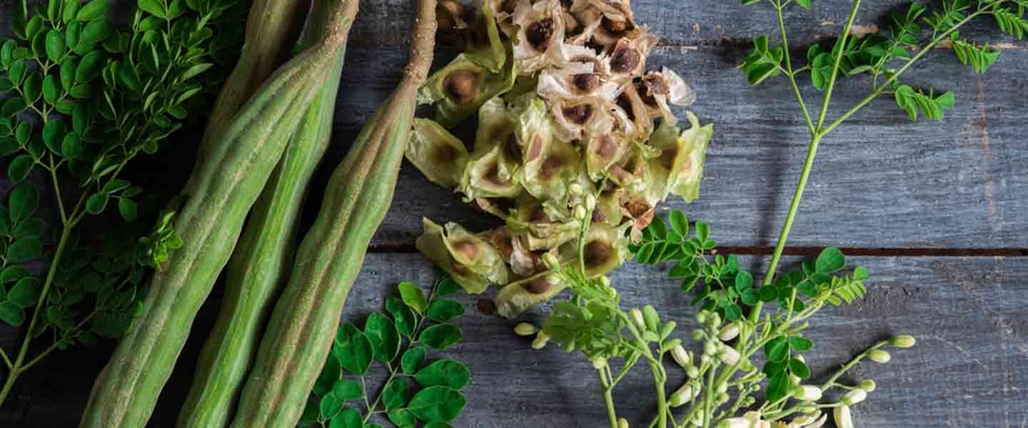 Mikä on Moringa-tee, mitkä ovat Moringa-teen edut?